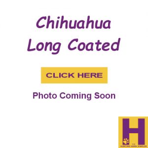 Long Coated Chihuahua Jewelry in Sterling and 14K Gold