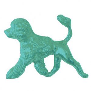 Portuguese Water Dog in Lion Cut